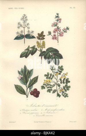 Decorativi stampa botanico con deutzia, mandorla, mahonia e coronilla da Herincq 'Regne Vegetal" (1865). Foto Stock