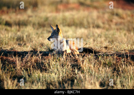 Nero-backed Jackal (Canis mesomelas), Waterberg Plateau Park, Namibia, Africa Foto Stock