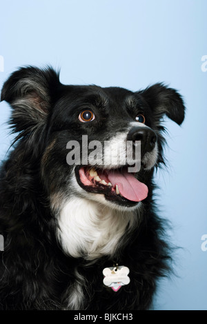 Donna che parla di cane e sorridente Foto Stock