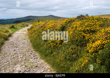 Stoney percorso con banca di fioritura giallo gorse accanto, Dartmoor Devon UK Foto Stock