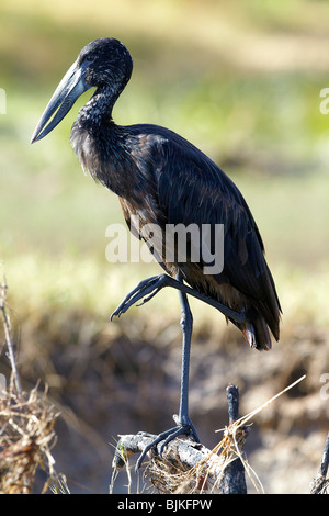 Openbill africana (Anastomus lamelligerus), Zambesi, Zambia, Africa Foto Stock