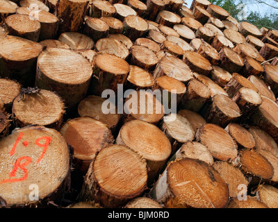 Appena legname abbattuto impilati e in attesa dei mezzi di trasporto dalla foresta. Foto Stock