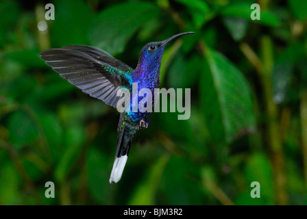 Violet Sabrewing hummingbird (largipennis hemileucurus), Monteverde Biological Reserve, Puntarenas provincia, Costa Rica, Foto Stock