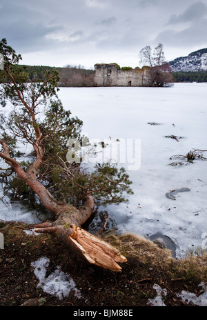 Un grande pino silvestre ramo di albero strappato dal peso della neve nei primi mesi del 2010. Loch un Eilleen, Cairngorms, Scozia Foto Stock