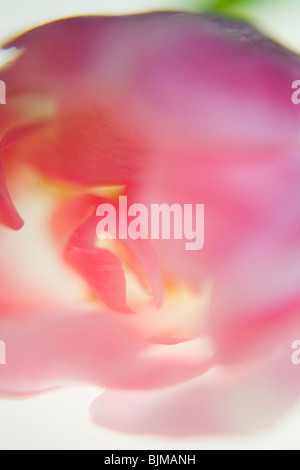 Tulip (Tulipa), abstract flower Foto Stock