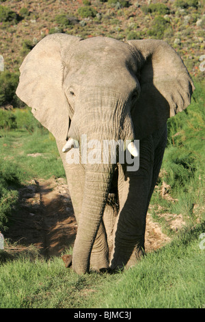 Maschio di elefante africano in Sud Africa Foto Stock
