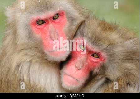 Macachi giapponesi (Macaca fuscata) in inverno Foto Stock