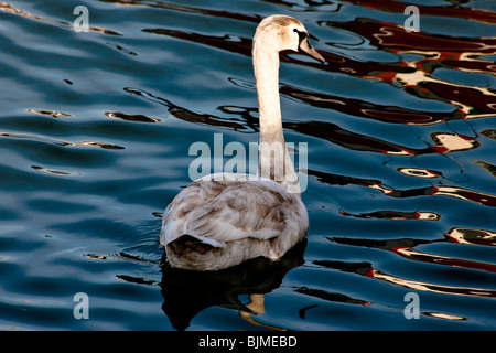 Immagine astratta di un cigno Foto Stock