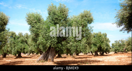 Cerignola antichi ulivi di Ostuni, Puglia, Italia meridionale. Foto Stock