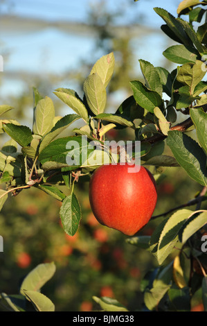 Mature mele rosse crescono su un albero in un frutteto Foto Stock