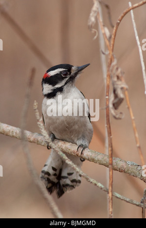 Maschio Picchio lanuginosa sul ramo di albero. Foto Stock