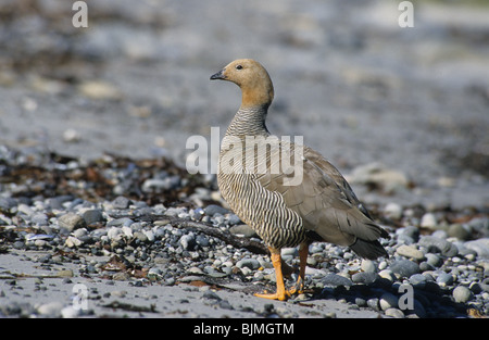 Ruddy-headed Goose (Chloephaga rubidiceps) sulla tegola, Isole Falkland Foto Stock