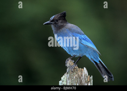 Steller Jay (Cyanocitta stelleri) arroccato su legno morto, America del Nord Foto Stock