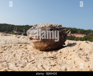 Morto il pesce palla in sabbia, Malabarian Costa, il Malabar, Kerala, India, Asia Foto Stock
