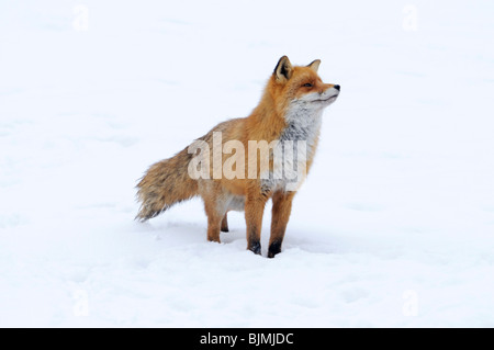 Red Fox (Vulpes vulpes vulpes), nel solco Foto Stock