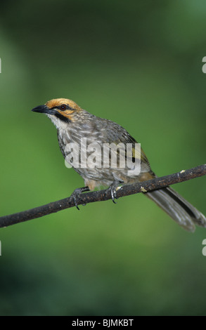 La paglia-intitolata Bulbul (Pycnonotus zeylanicus) appollaiato sul ramo, Penisola Malese, sud-est asiatico Foto Stock