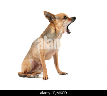 Un minuscolo chihuahua in un po' di caccia hat Foto Stock