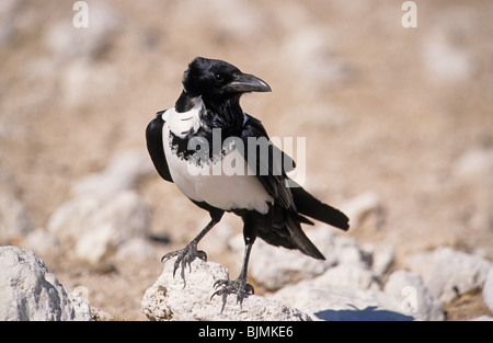 Pied Crow (Corvus albus) adulto, appollaiato sulla roccia, il Parco Nazionale di Etosha, Namibia, Africa Foto Stock