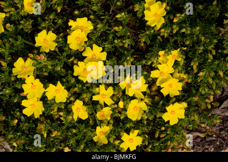 Halimium commutatum (= Halimium calycinum) - una roccia-rose rispetto, Algarve, Portogallo. Foto Stock