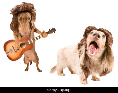 Due rock star cani con le triglie Foto Stock