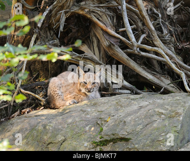 Giovani (Lynx Lynx lynx), Nationalpark Bayrischer Wald Parco Nazionale della Foresta Bavarese, Baviera, Germania, Europa Foto Stock