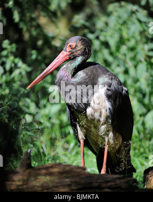 Cicogna nera (Ciconia nigra), Parco Nazionale Bayrischer Wald Foresta Bavarese, Baviera, Germania, Europa Foto Stock