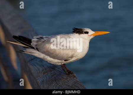 Royal tern - Thalasseus maximus o Sterna maxima Foto Stock