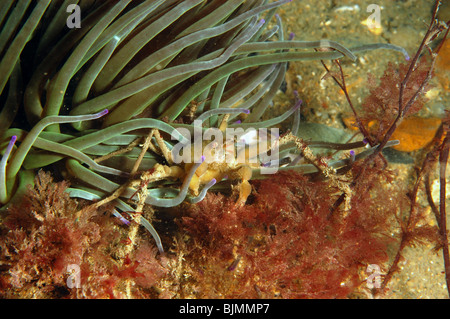 Granseola. Inachus phalangium. Con snakelocks anemone, Anemonia viridis. Swanage pier, Dorset. Ottobre. Foto Stock