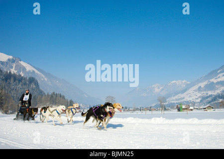 Musher pastosità del suo siberian husky Sleddog a gara in Lenk, Svizzera, Europa Foto Stock