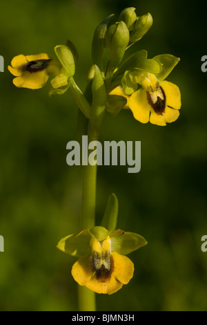 Yellow Bee Orchid Ophrys lutea, Algarve, Portogallo. Foto Stock