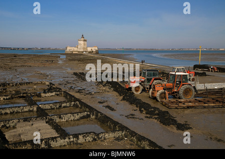 Oyster-agricoltura vicino a Fort Louvois, con la bassa marea, Pointe du Chapus , Charente-maritime, Francia. Foto Stock