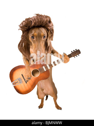 Un dachsund con una chitarra nella sua zampe Foto Stock