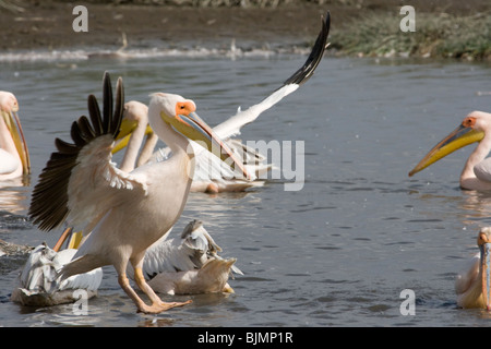 Great White Pelican (Pelecanus onocrotalus ) in atterraggio a Lake Nakuru (Kenya). Foto Stock