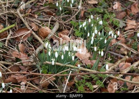 Snowdrop fiori, Hattingley, Hampshire, Inghilterra. Foto Stock