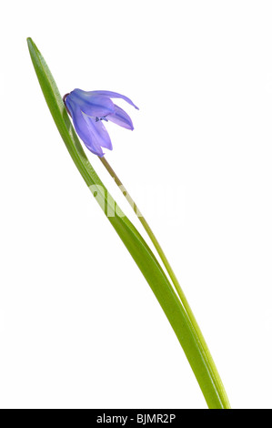 Siberian squill, legno squill o Primavera di bellezza (Scilla siberica) Foto Stock