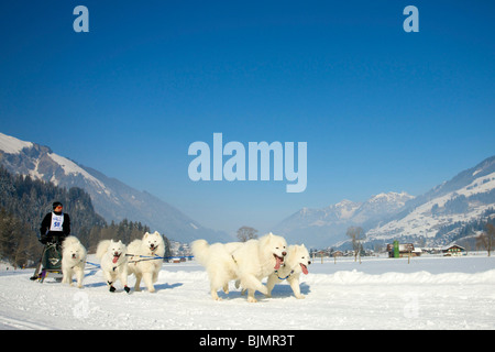 Musher con il suo Samoiedo Huskies presso lo Sled Dog Race in Lenk, Svizzera, Europa Foto Stock