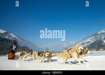 Musher con il suo Malamute Huskies presso lo Sled Dog Race in Lenk, Svizzera, Europa Foto Stock