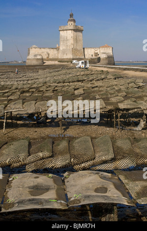 Oyster-agricoltura vicino a Fort Louvois,a bassa marea, Pointe du Chapus , Charente-Maritime, Francia. Foto Stock