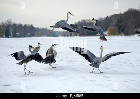 Gli aironi cenerini (Ardea cinerea) combattimenti in inverno Foto Stock