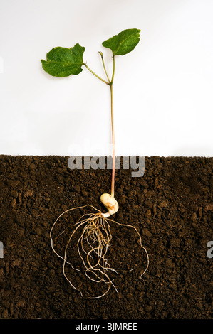 Runner bean piantina che mostra le sementi di leguminose, germogli, foglie e radici che sono al di sotto del livello del suolo in compost Foto Stock