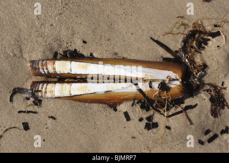 Rasoio di Pod shell, Ensis siliqua. Lavato fino , Studland beach Dorset. Marzo. Foto Stock