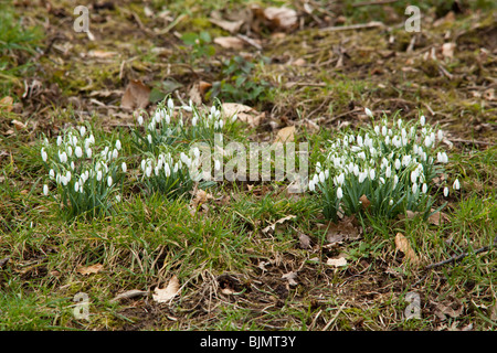 Snowdrop fiori, Hattingley, Hampshire, Inghilterra. Foto Stock