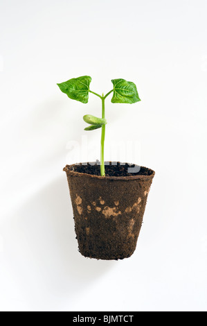 Phaseolus vulgaris, fagiolo francese pianta in un vaso di torba che mostra i germogli di leguminose e foglie contro uno sfondo bianco Foto Stock