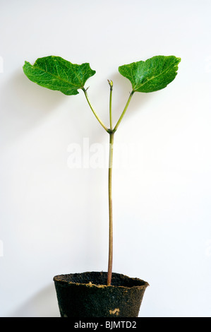 Phaseolus coccineus, Fabaceae, runner bean pianta in un vaso di torba contro uno sfondo bianco. Foto Stock