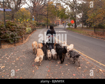 Dog walker con 12 cani Foto Stock