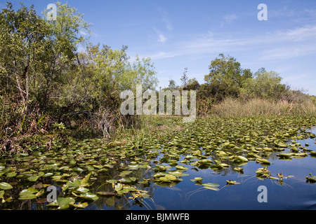 Lillies acqua e fogliame in Everglades National Park, Miami Florida USA Foto Stock