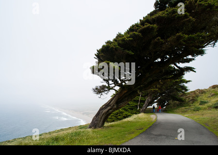 North Beach a Point Reyes National Seashore si estende nella nebbia in lontananza dietro gli alberi su viale di faro. Foto Stock