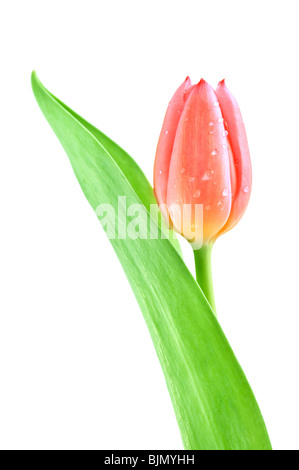 Tulip isolati su sfondo bianco Foto Stock