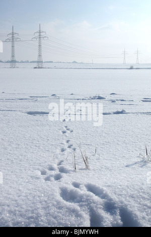 Paesaggio invernale con tracce di una lepre e la corsia di alimentazione sullo sfondo Foto Stock