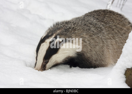 Unione Badger in snow Meles meles Foto Stock